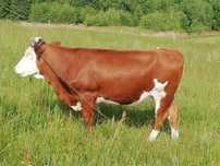 Sprzedam Jałówkę 400 kg
