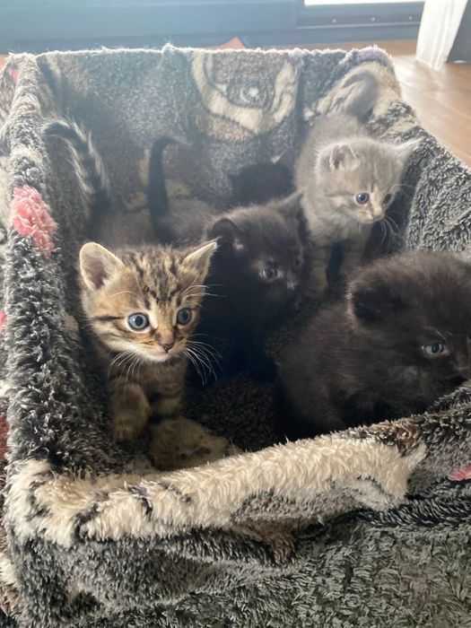 Кошенята безкоштовно