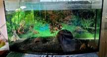 Akwarium 60x30x33 z pokrywą