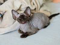 Devon rex Gonzales czekoladowy samiec Devon Rex do hodowli