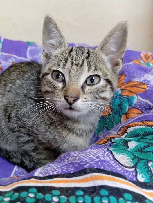 Кутусики кошенята котики безкоштовно в добрі ручки