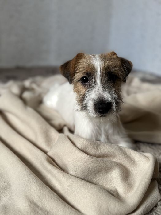 Jack Russell Terrier- szorstkowłosa sunia z rodowodem ZKwP