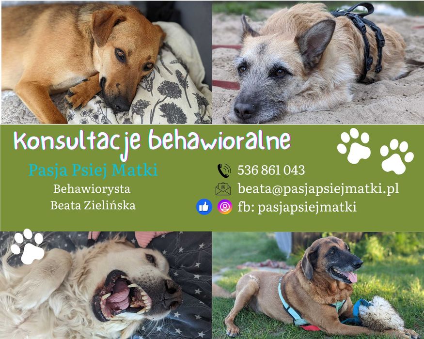 Behawiorysta psów certyfikowany Trener Szczecin Stargard online