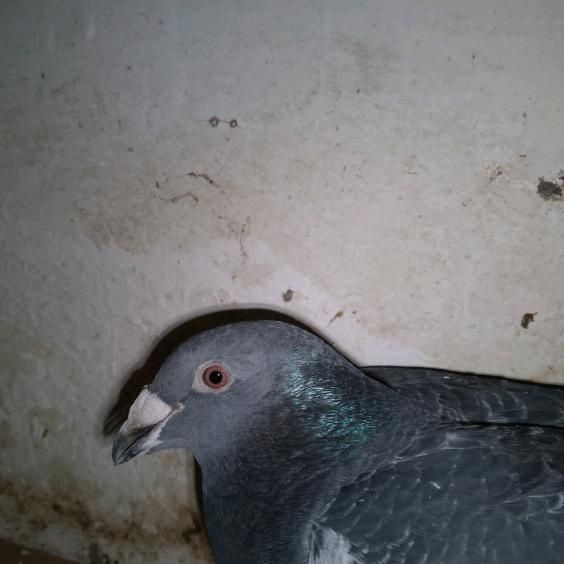 Gołębie staropolskie samice