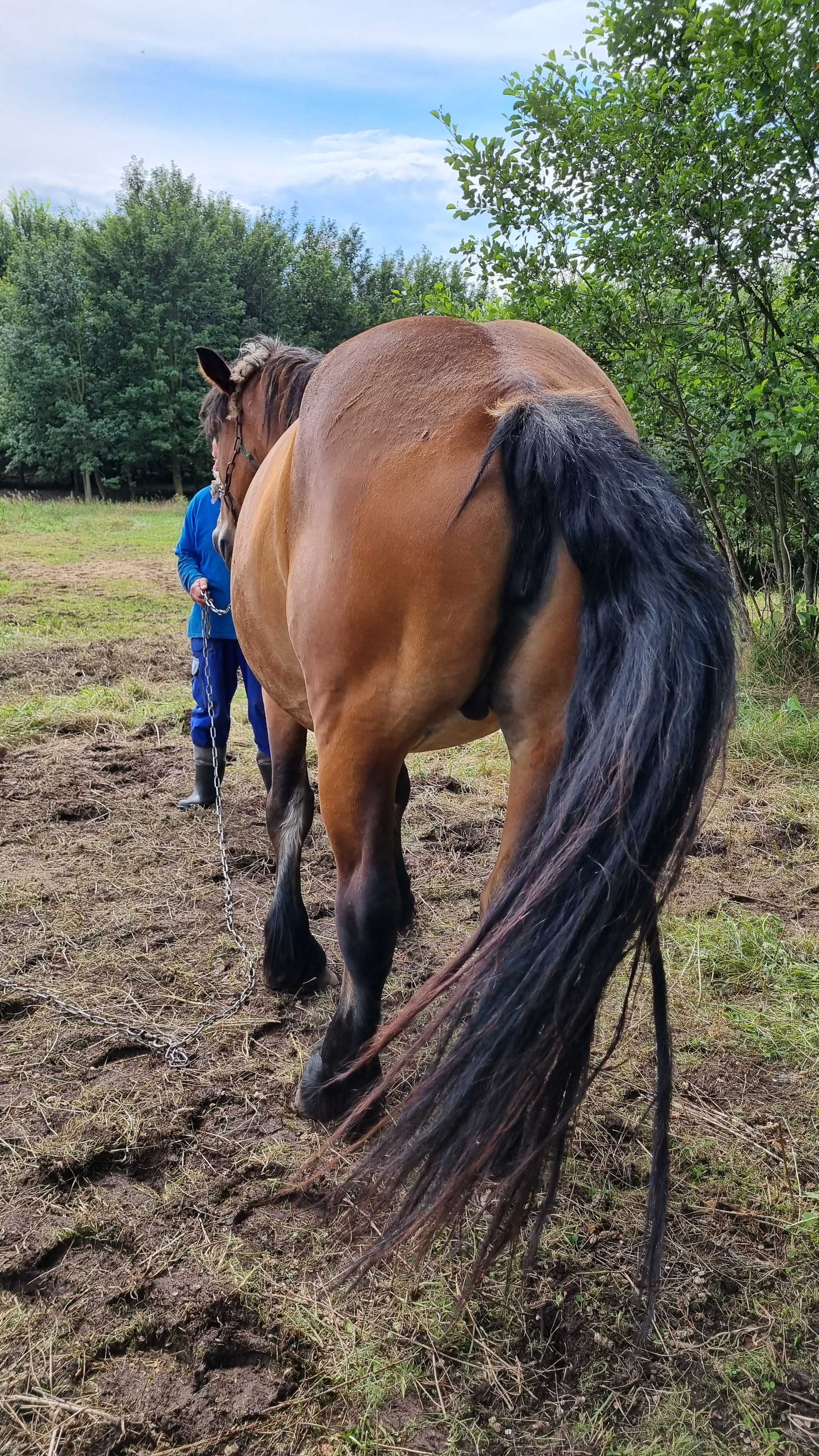 Sprzedam klacz zimnokrwistą