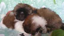 Shih Tzu puchaty piesek gotowy do odbioru