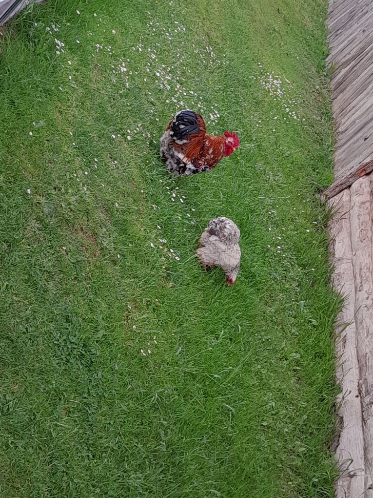 Witam sprzedam kochinki miniaturowe