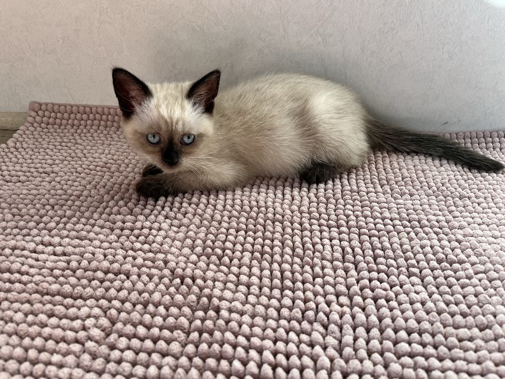 Кошеннята безкоштовно