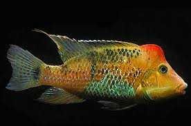 Ziemiojad czerwonogłowy (Geophagus steindachneri)