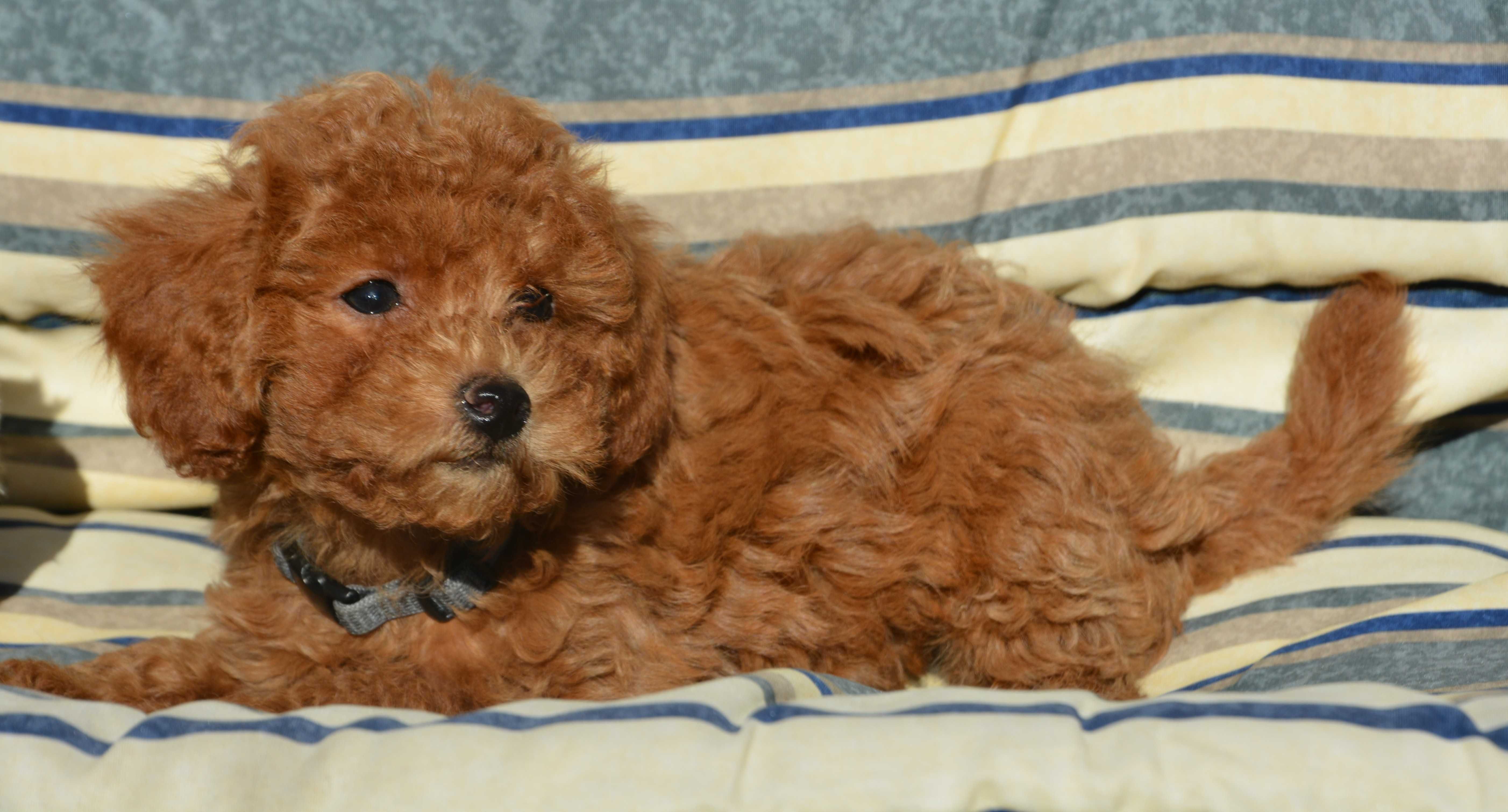 Piesek Maltipoo F1B Hodowla Centopia Warszawa