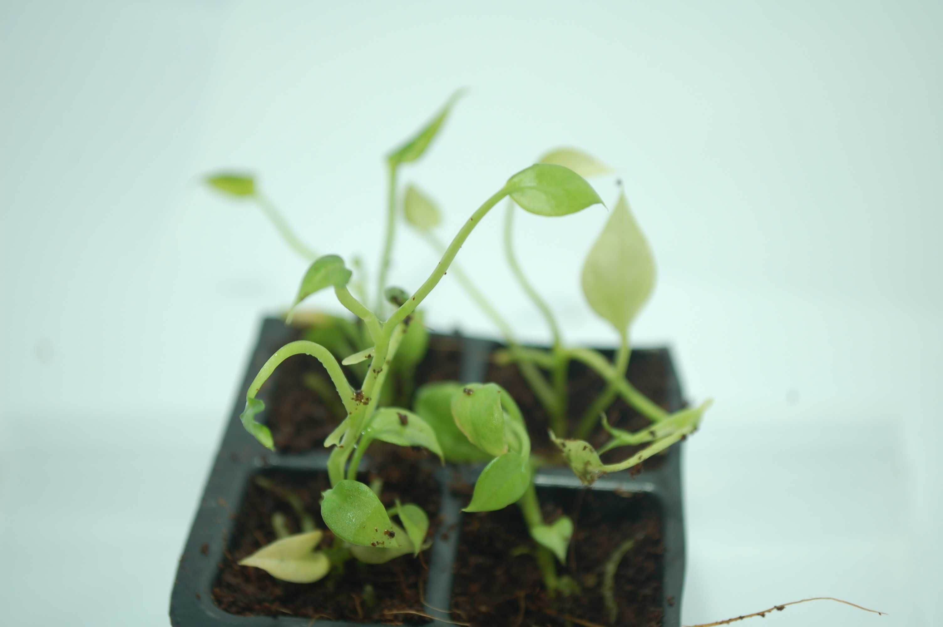 Anthurium vittarifolium