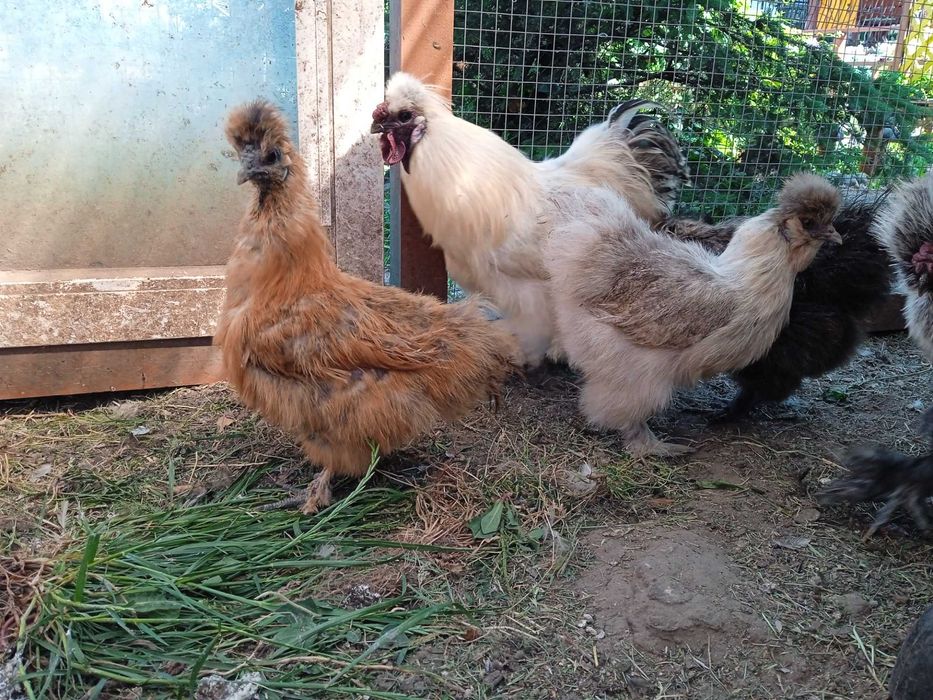 Silki, kochin miniaturowy, Białoczub jaja lęgowe