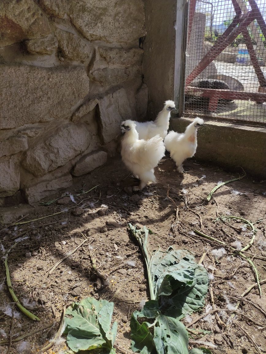 Vendo macho sedoso do Japão com 6 meses