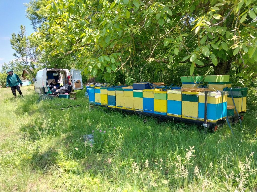Продаються бджолородини,матки,відводки,платформа