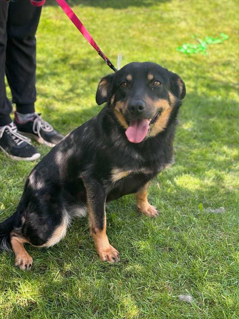 Czuła wierna i kochająca -adoptuj