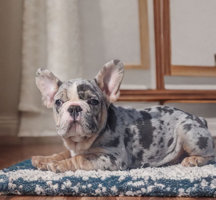 Француз шикарный. Питомник. Голубой мерле мальчик 3 мес.