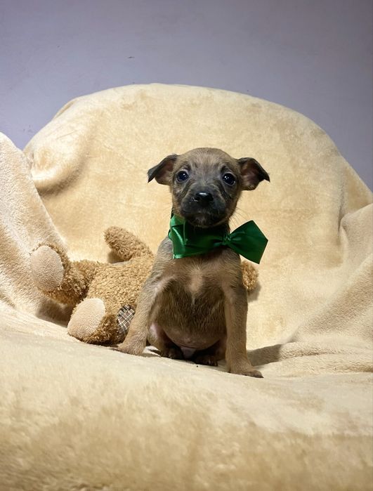 Харизматичний цуцик шукає дім