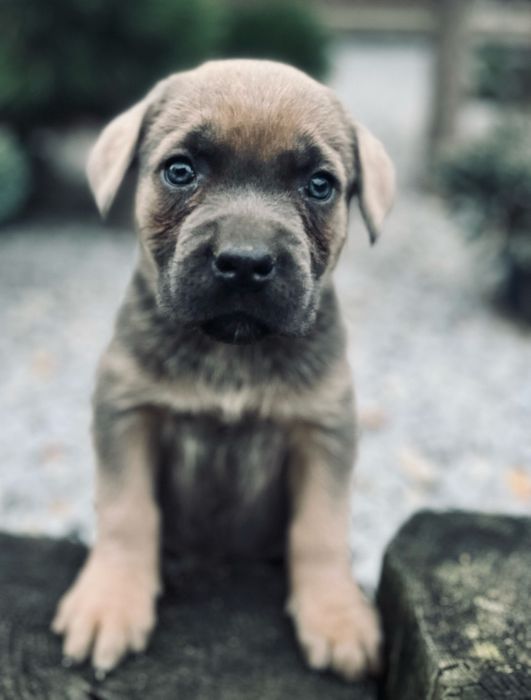 Cane corso szczenię