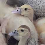 Patos mudos com 4 semanas