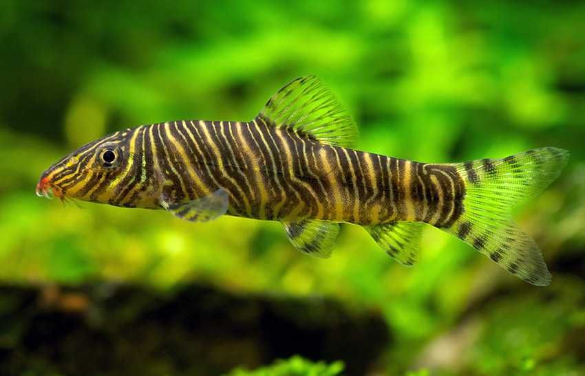 Bocja Striata - Pręgowana
