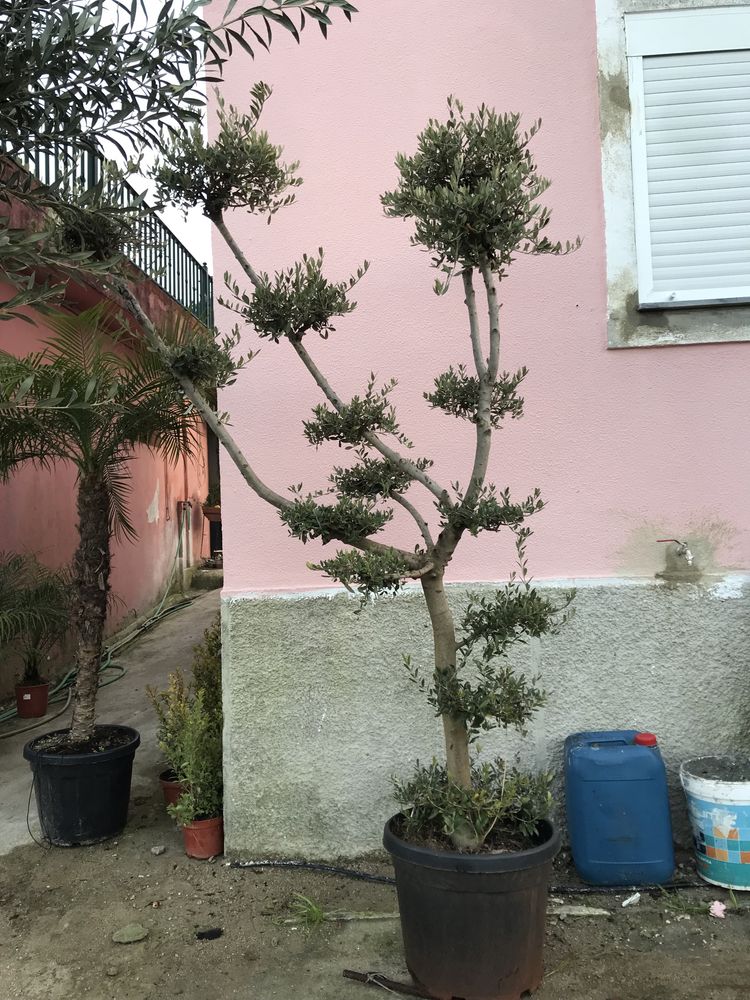 Oliveira bonsai em pratos