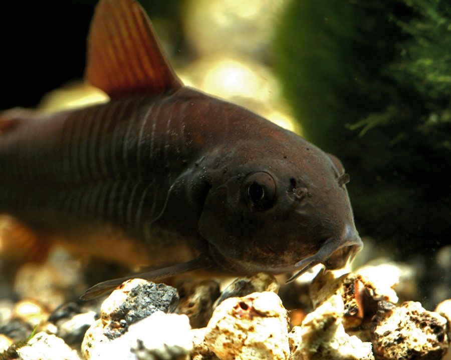 Kirysek Czarny (corydoras Black)