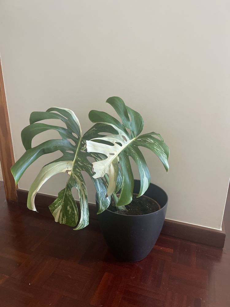 Planta Monstera  variagata