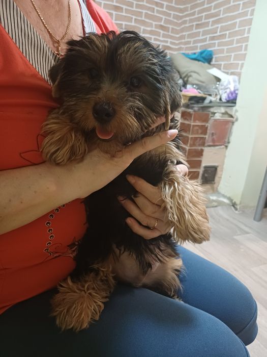 Цуценя Йорка стандарт