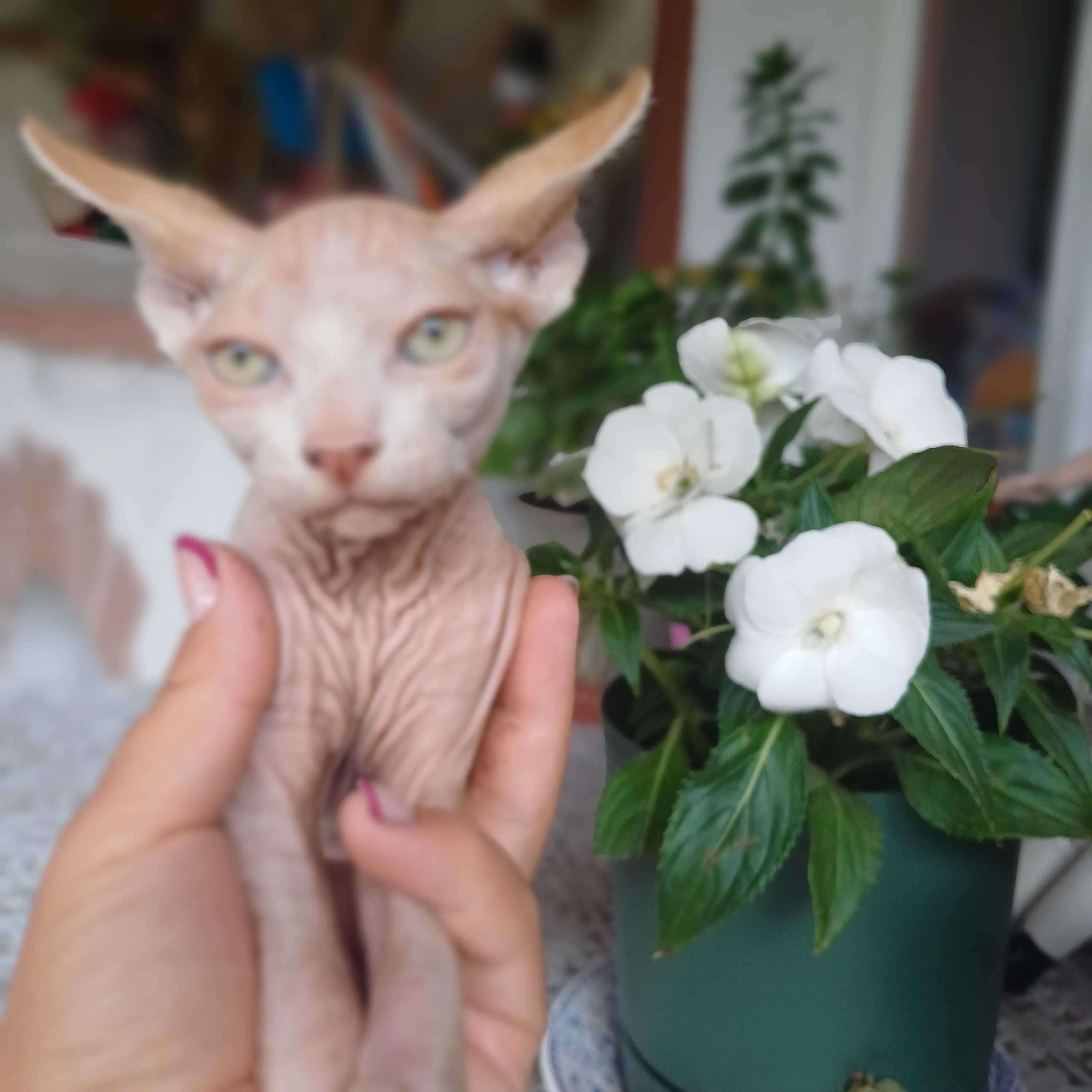 Дружелюбні Котики канадський сфінкс