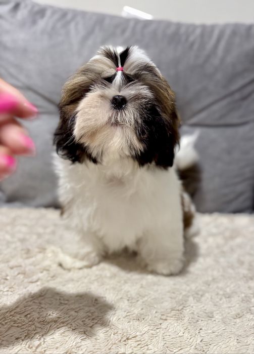 Piesek Shih Tzu ZKwP FCI