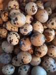 Ovos de Codornizes Gigantes Galados (várias mutações)