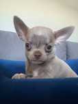 Chihuahua liliowy chłopak