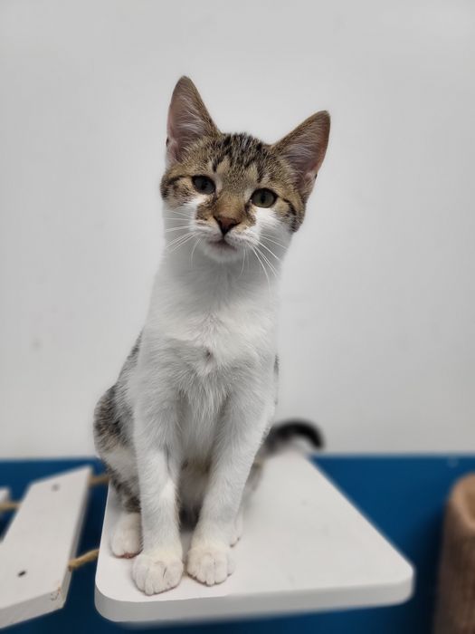 4 miesięczny kociak Labubu do adopcji
