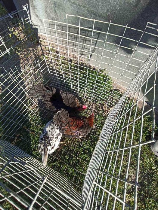 Продам півників  породи Бентам