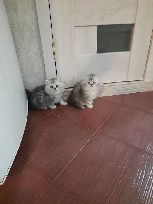 Котята пародистф