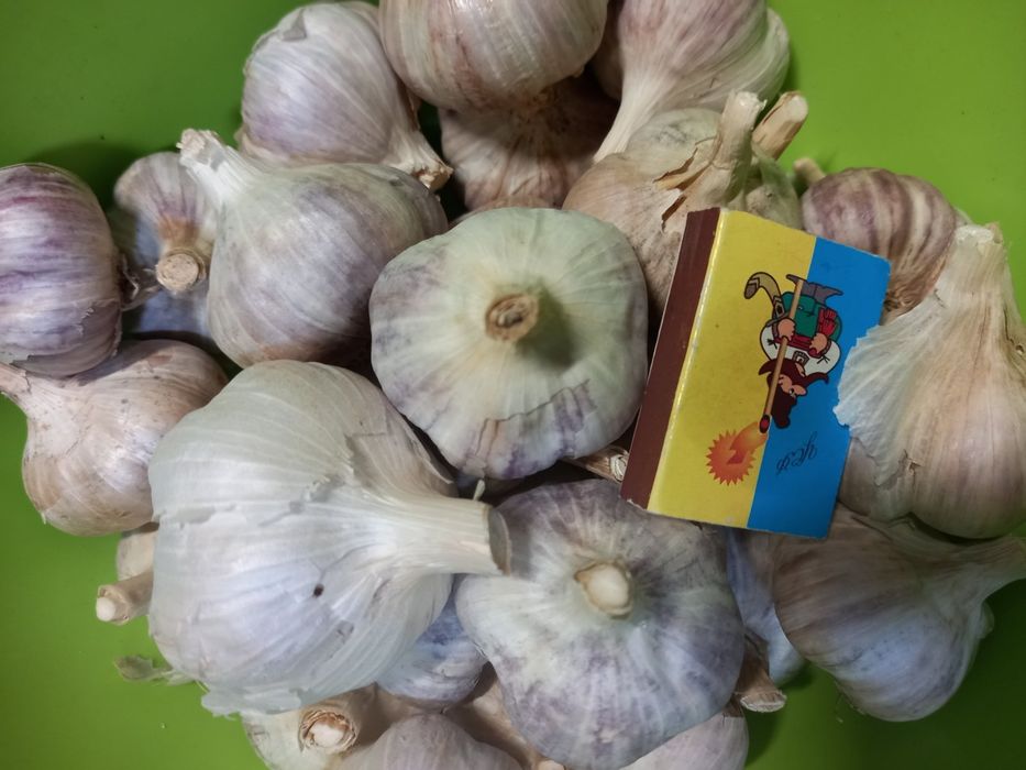 Часник озимий домашній 130 грн за кг