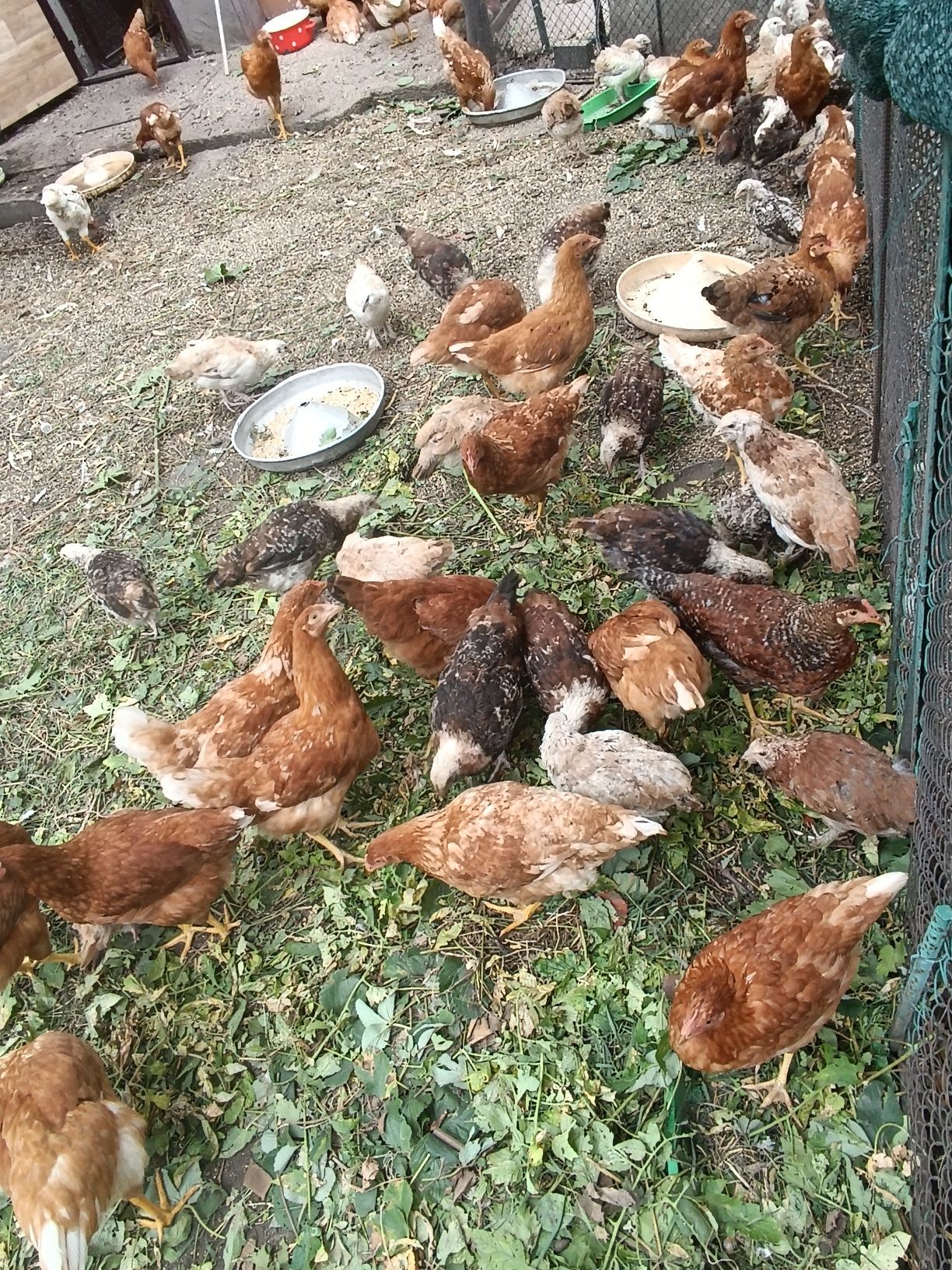Продам курей ломен браун
