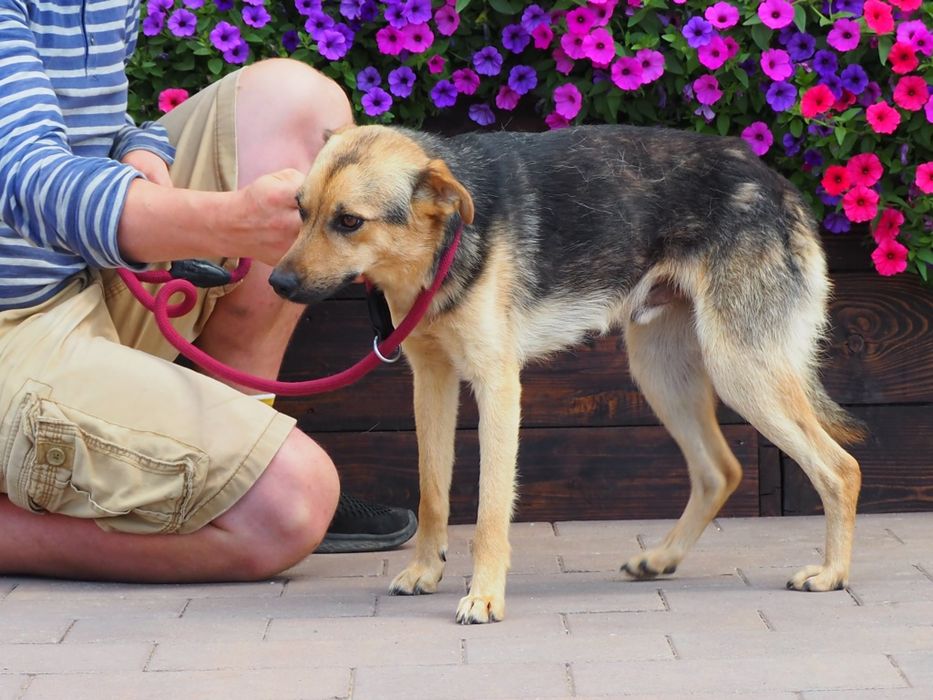 Młodziutki pies Frik szuka swego domu