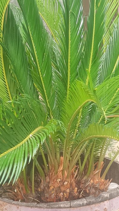 Planta Fiteiro e planta Sika