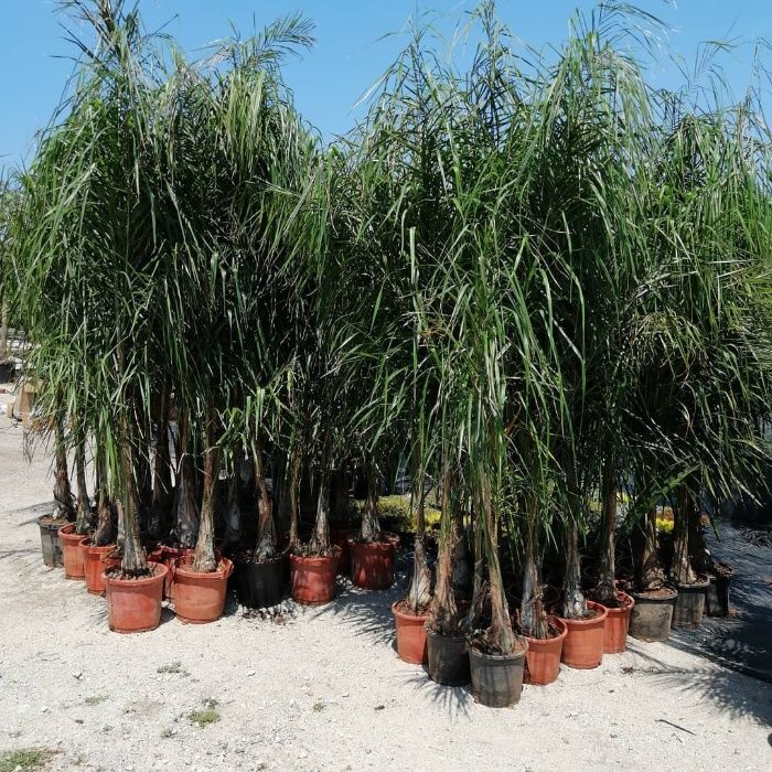 Coqueiros 300CM-350CM-400CM