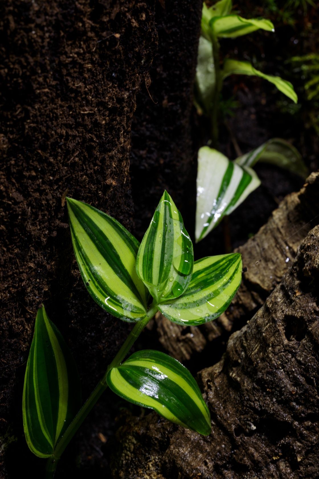 Terrarium tropikalne 40x40x60