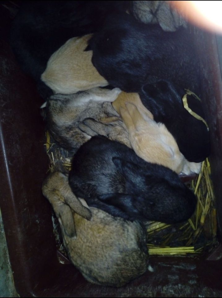 Vendo coelhos alimentados a feno