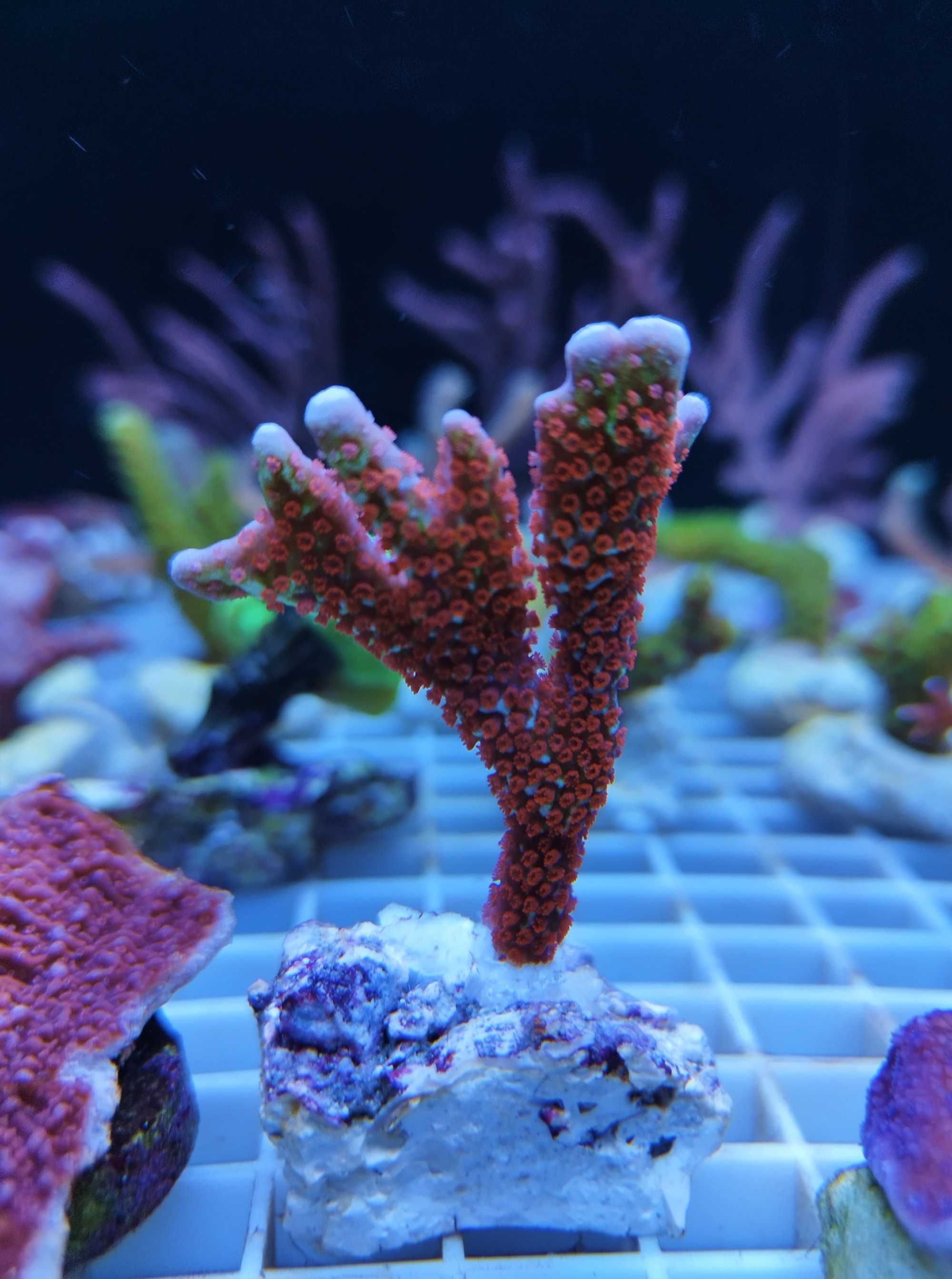 Montipora Digitata Bubblegum