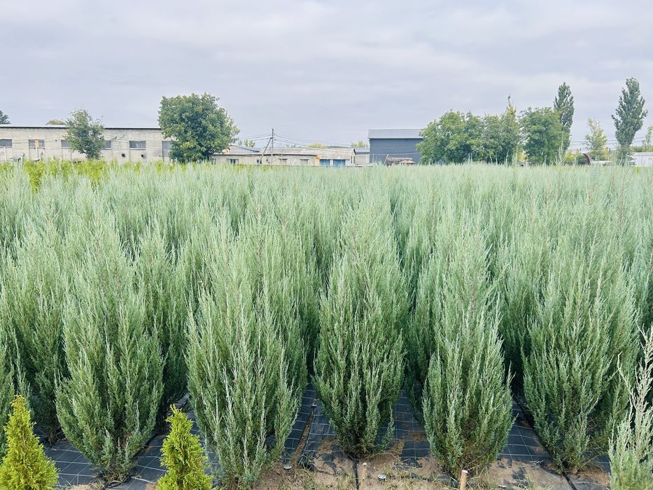 Туя смарагд, блю ероу, брабант оптом!