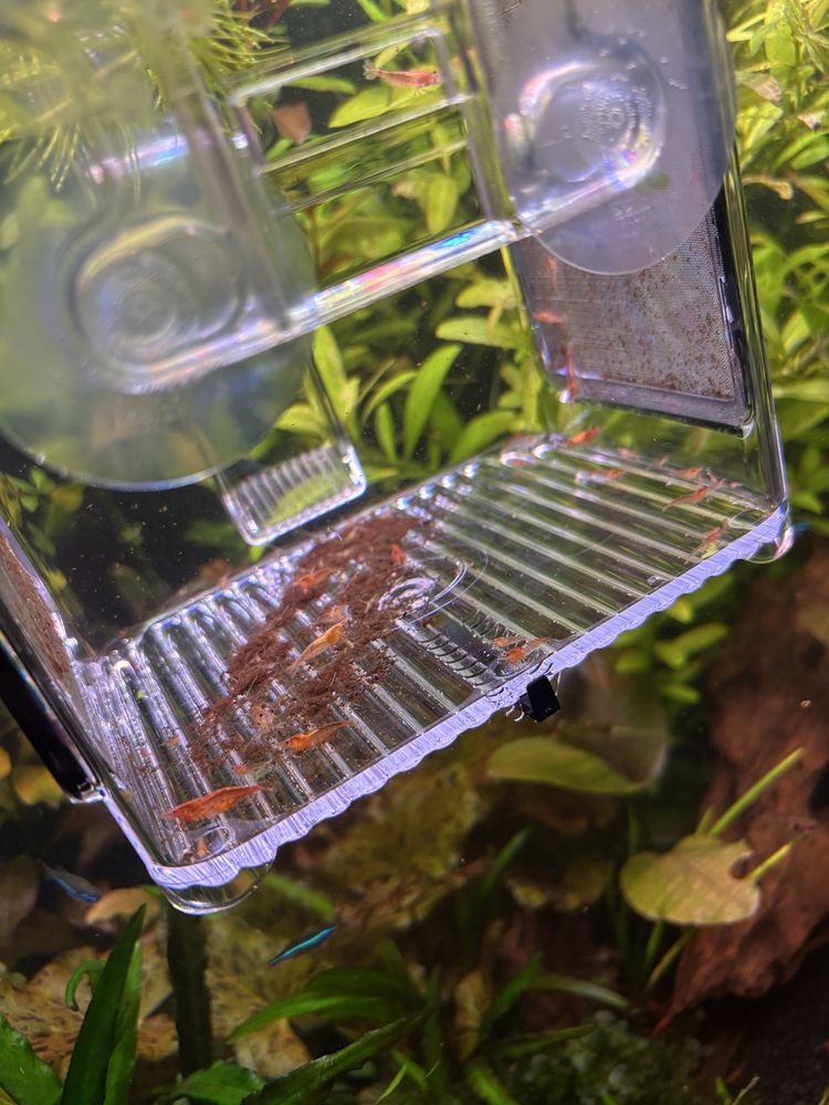 Krewetka neocaridina red cherry