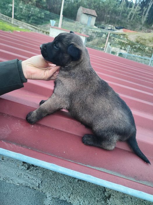 Pastor Belga Malinois com Lop e afixo