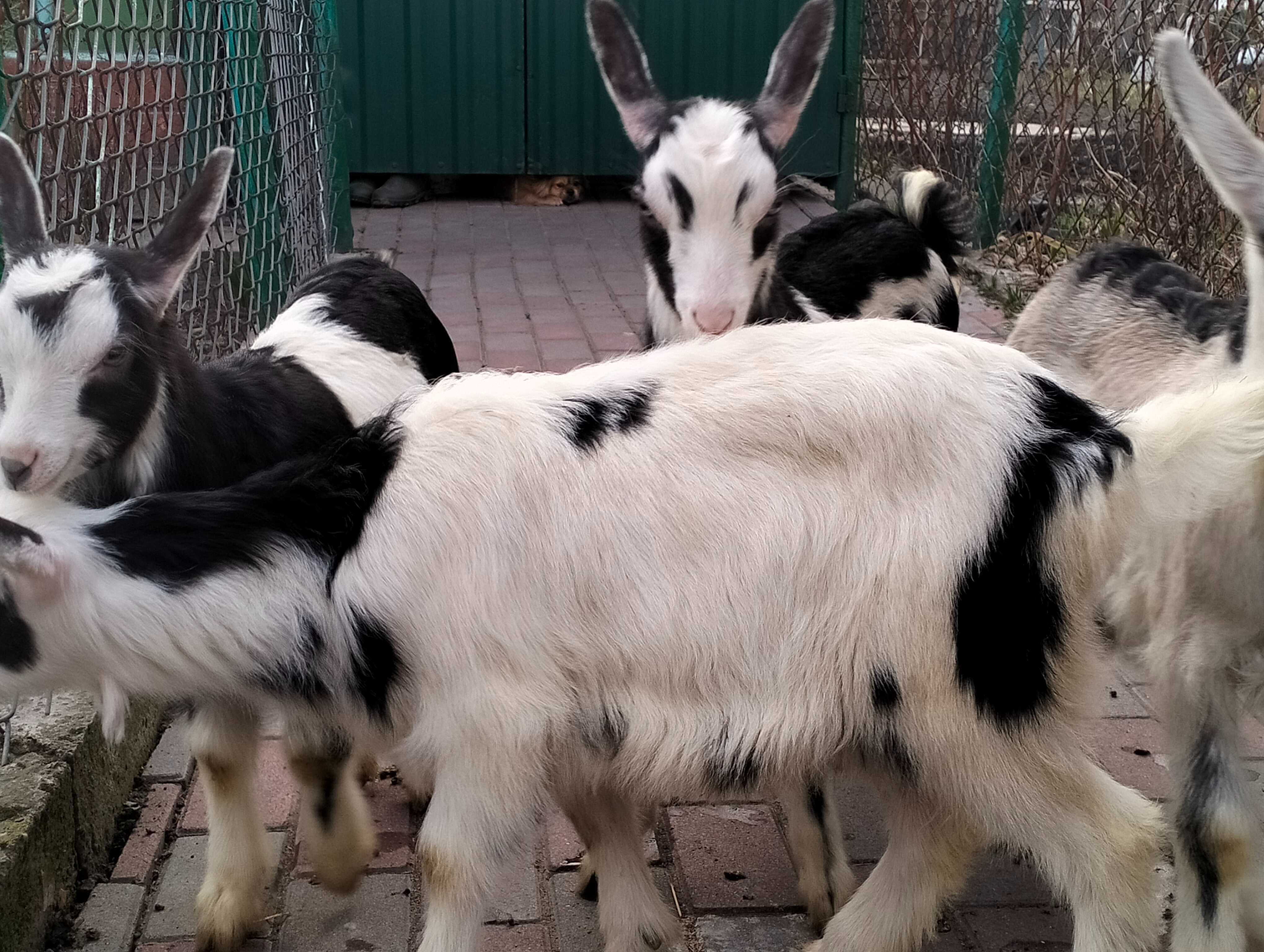 Продаємо козенят