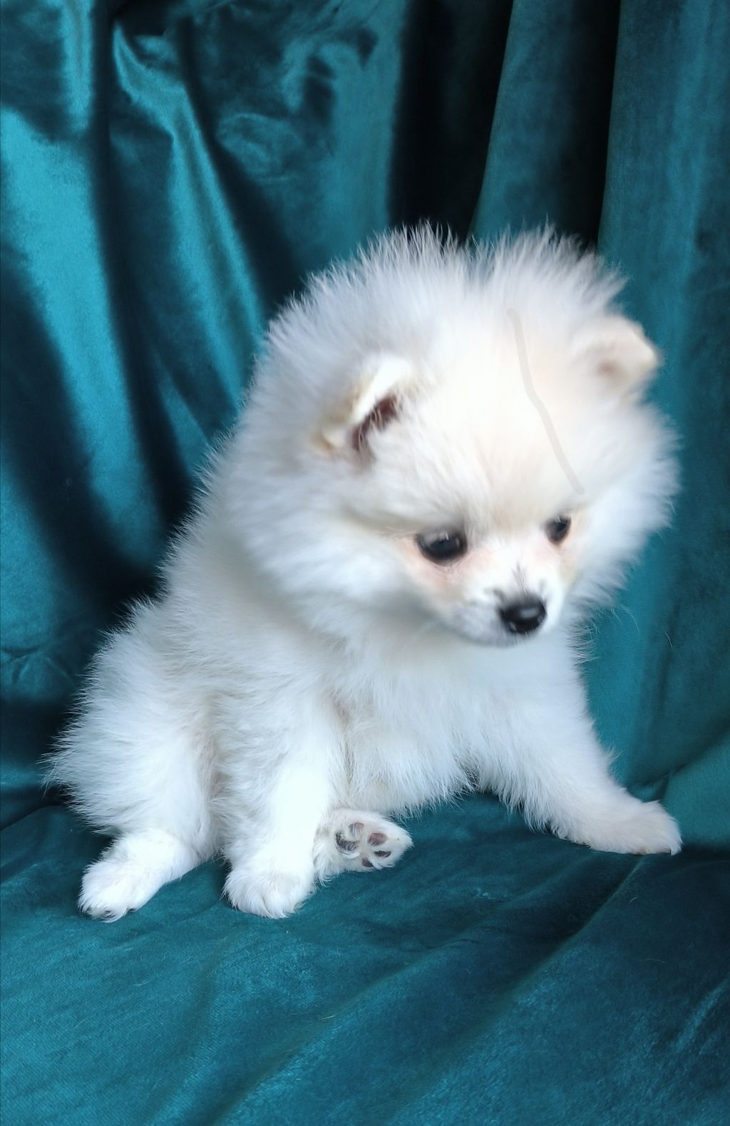 Szpic Miniaturowy - Pomeranian - Biała dziewczynka!
