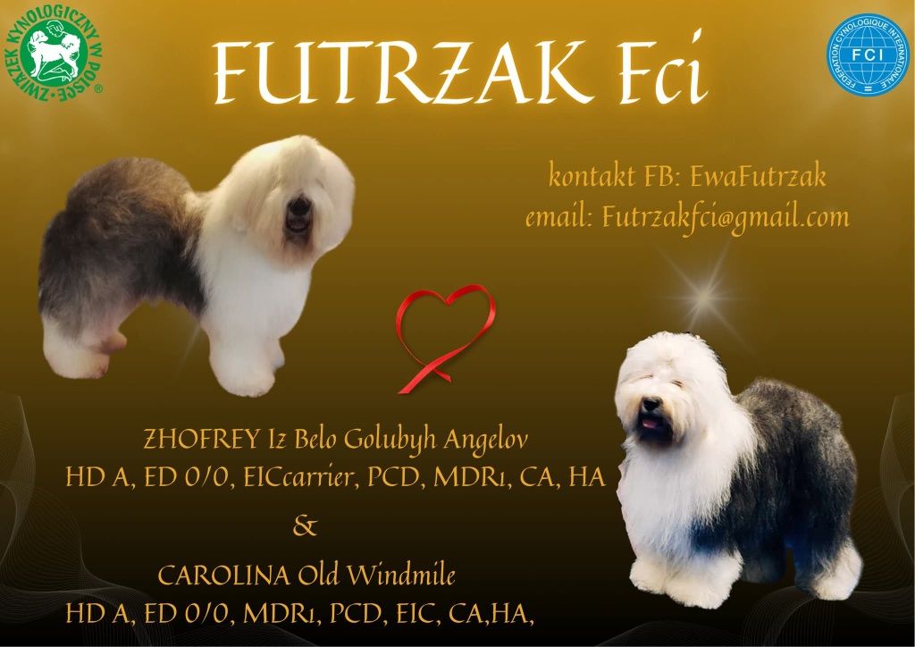 Owczarek staroangielski bobtail