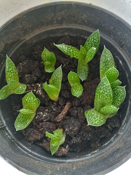 Młode nowe sadzonka sadzonki sukulenty sukulentów 1 sztuka